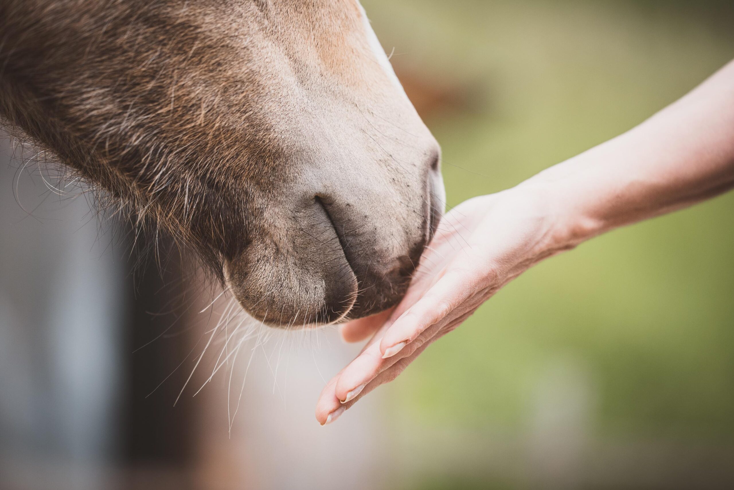 How Skilled Touch Improves Animal Health