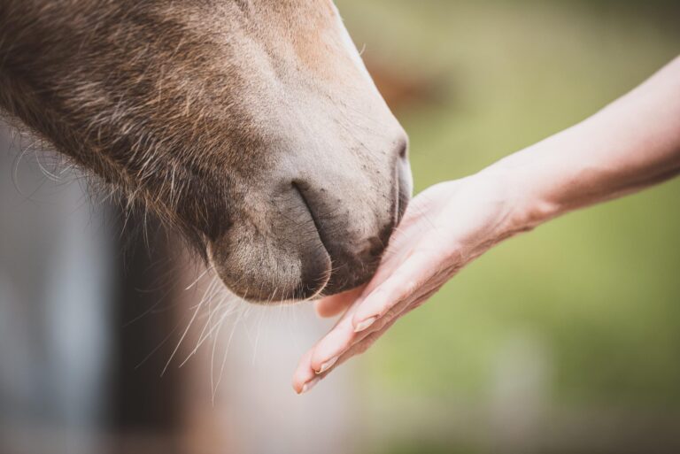 Your First Step Into Animal Bodywork: